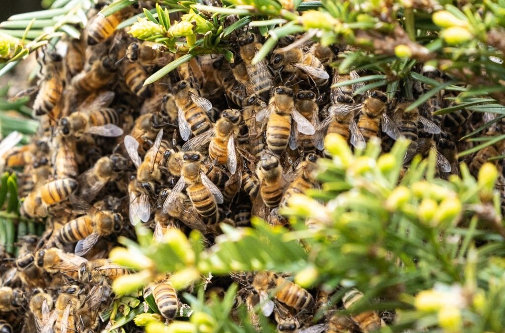 Bee hive removed in Cathedral City planned outage
