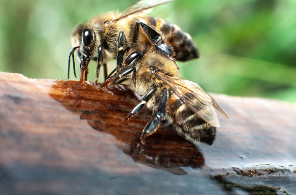 Bee swarm invades Huntington Beach home